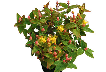 Hypericum 'Magic Marbles Pink' young plants Hypericum 'Magic Marbles Pink' young plants