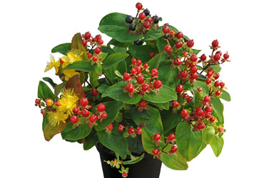 Hypericum 'Magic Marbles Red' young plants Hypericum 'Magic Marbles Red' young plants