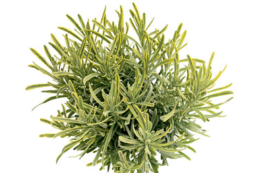 Lavandula 'Platinum Blonde' young plants Lavandula 'Platinum Blonde' young plants