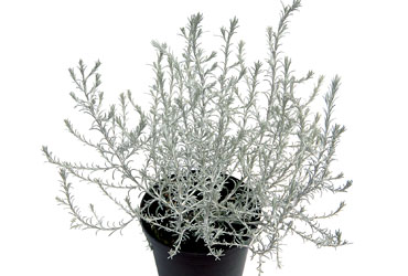 Leucophyta 'Silver Cloud' young plants Leucophyta 'Silver Cloud' young plants