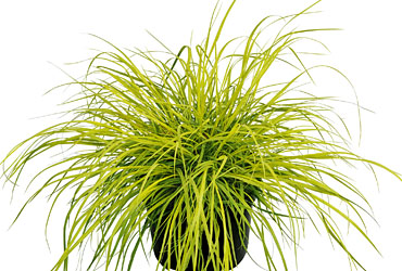 Pennisetum 'Hameln Gold' young plants Pennisetum 'Hameln Gold' young plants