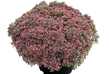 Sedum 'Painted Pebble' young plants Sedum 'Painted Pebble' young plants