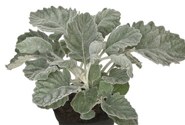 Senecio Silvergleam Senecio Silvergleam