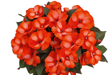 Impatiens Paradise Carmona