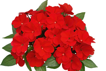 Impatiens Paradise Compact Chico