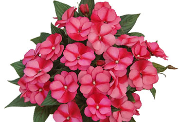 Impatiens Paradise Jaco