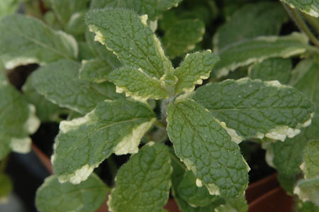 Mentha Ananasminze Mentha Ananasminze