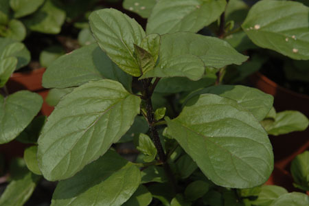Mentha Orangenminze Mentha Orangenminze