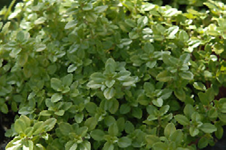 Thymus Goldzitronenthymian Thymus Goldzitronenthymian