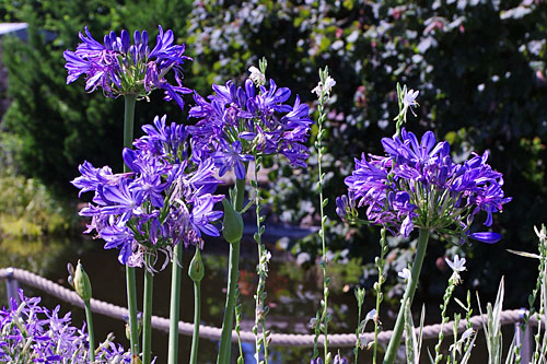 Agapanthus Charlotte Agapanthus Charlotte