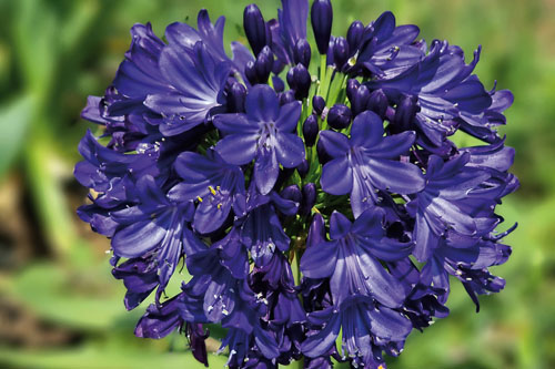 Agapanthus EVERPANTHUS Midnight Agapanthus EVERPANTHUS Midnight