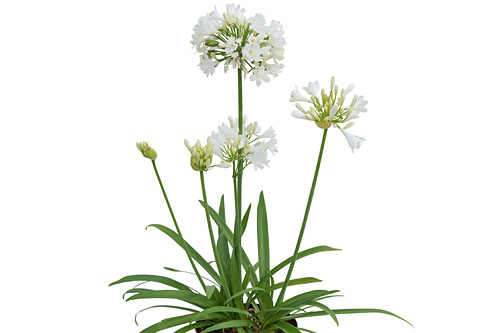 Agapanthus EVERPANTHUS White Agapanthus EVERPANTHUS White