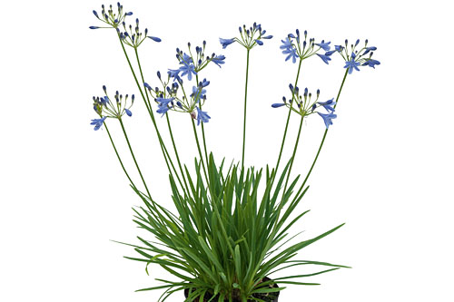 Agapanthus EVERPANTHUS Lapis Lazuli Agapanthus EVERPANTHUS Lapis Lazuli