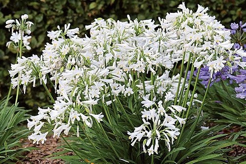 Agapanthus Pitchoune White Agapanthus Pitchoune White