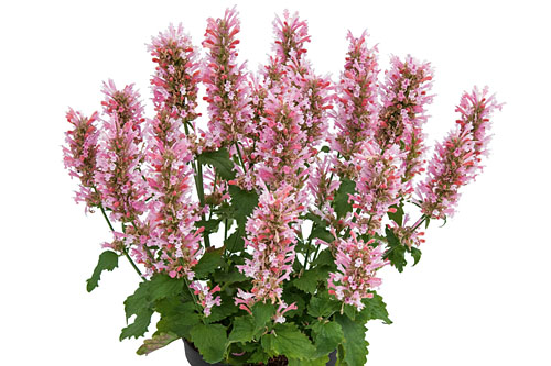 Agastache Pink Pearl Agastache Pink Pearl