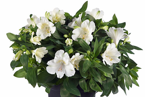 Alstroemeria COLORITA Claire Alstroemeria COLORITA Claire