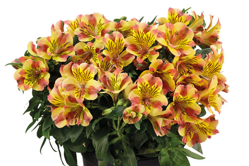 Alstroemeria COLORITA Diana Alstroemeria COLORITA Diana