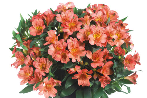 Alstroemeria COLORITA Eliane Orange Alstroemeria COLORITA Eliane Orange