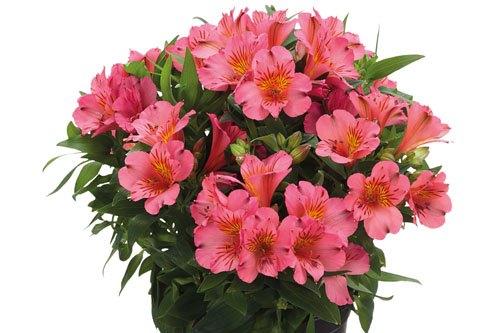 Alstroemeria COLORITA Eliane Alstroemeria COLORITA Eliane