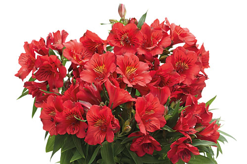 Alstroemeria COLORITA Kate Alstroemeria COLORITA Kate