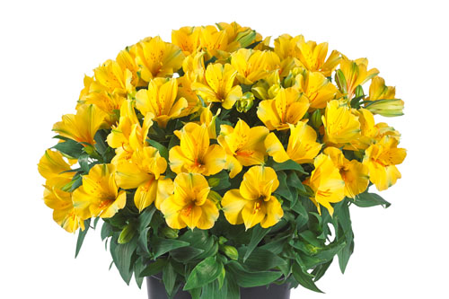 Alstroemeria COLORITA Lisa Alstroemeria COLORITA Lisa