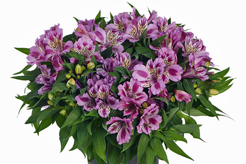 Alstroemeria COLORITA Mulan Alstroemeria COLORITA Mulan