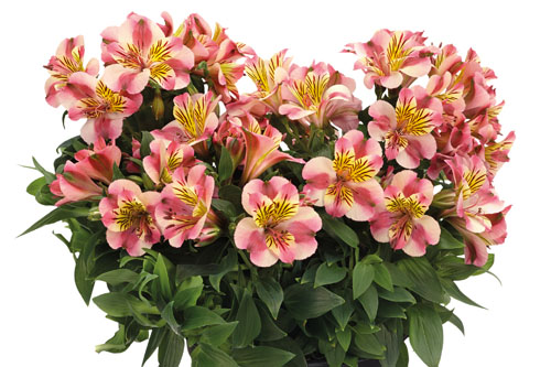 Alstroemeria COLORITA Paola Alstroemeria COLORITA Paola