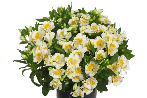 Alstroemeria COLORITA Yenti Alstroemeria COLORITA Yenti