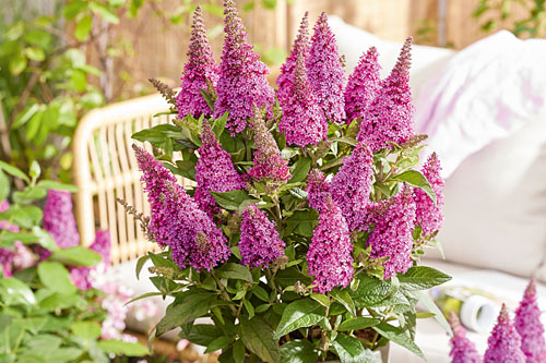 Buddleia Butterfly Candy Little Cerise Buddleia Butterfly Candy Little Cerise