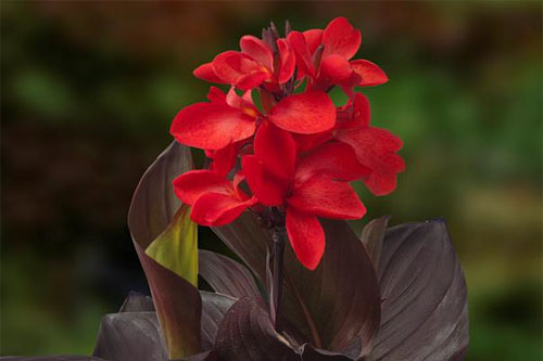 Canna CannaSol Happy Donna Canna CannaSol Happy Donna