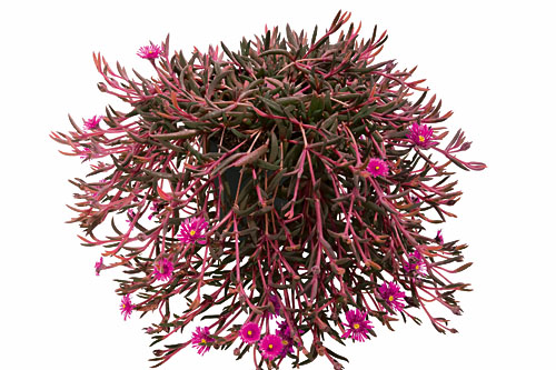 Delosperma DESERT DANCER Purple Delosperma DESERT DANCER Purple