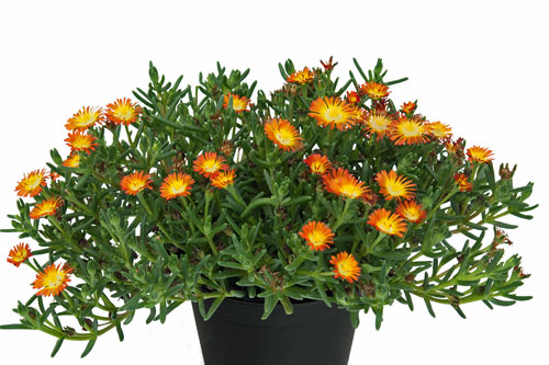 Delosperma SUND DIAMONDS Orange Delosperma SUND DIAMONDS Orange