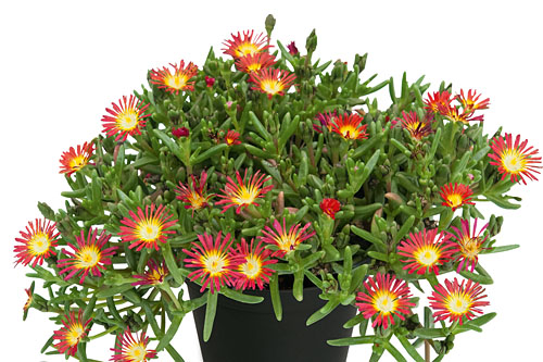 Delosperma SUND DIAMONDS Red Delosperma SUND DIAMONDS Red