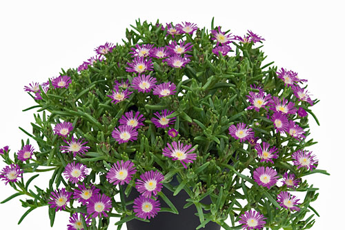 Delosperma SUND DIAMONDS Rose Delosperma SUND DIAMONDS Rose