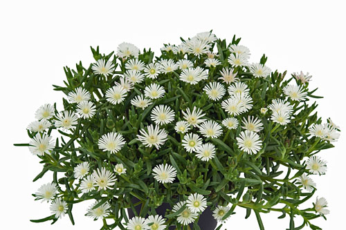 Delosperma SUND DIAMONDS White Delosperma SUND DIAMONDS White