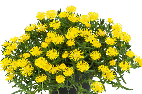 Delosperma SUND DIAMONDS Yellow Delosperma SUND DIAMONDS Yellow