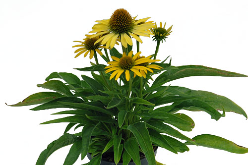 Echinacea Conetto Lemon Echinacea Conetto Lemon
