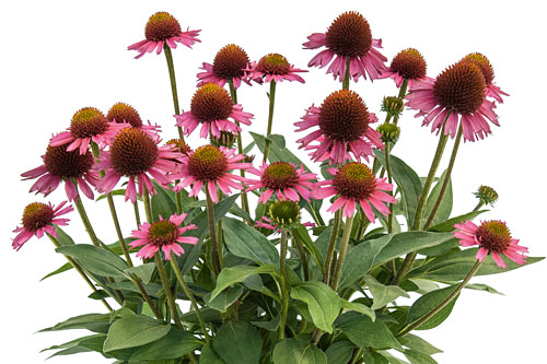 Echinacea Delicious Delicious Echinacea Delicious Delicious