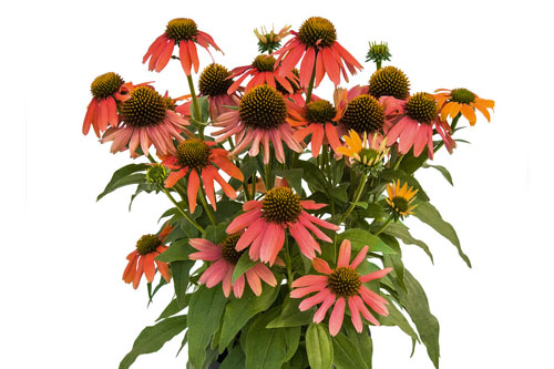 Echinacea SENSATION Coral Echinacea SENSATION Coral
