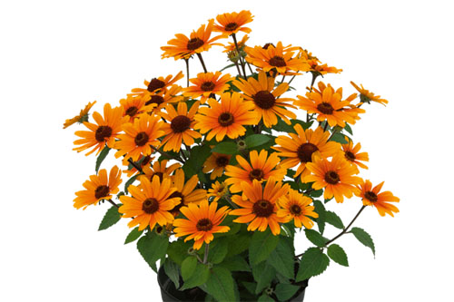 Sommertopf: Heliopsis  Bacio del Sol