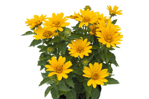 Heliopsis Piccolo Sole Heliopsis Piccolo Sole