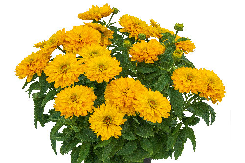 Heliopsis Sole Doppio Heliopsis Sole Doppio