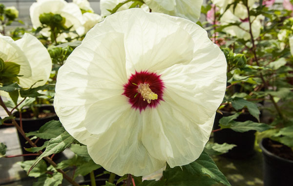 Sommertopf: Hibiscus SUMMERIFIC French Vanilla