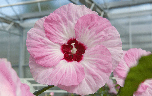 Sommertopf: Hibiscus SUMMERIFIC Spinderella