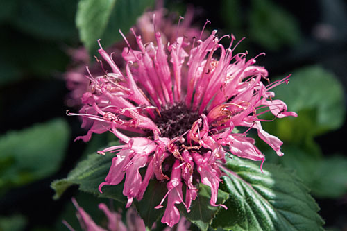 Monarda Bee-Lieve Monarda Bee-Lieve