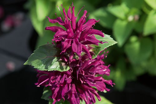 Monarda Bee-True Monarda Bee-True