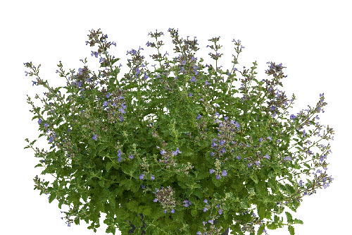 Nepeta Sylvester Blue Nepeta Sylvester Blue