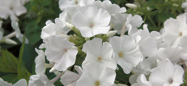 Summer Colour from Kientzler Young Plants