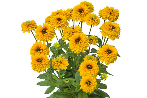 Rudbeckia SUNBECKIA Noa Rudbeckia SUNBECKIA Noa