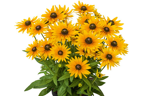 Rudbeckia SUNBECKIA Stella Rudbeckia SUNBECKIA Stella